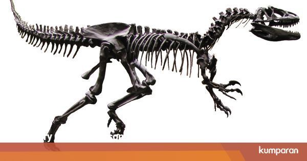 Bagaimana Membangun Rangka Dinosaurus kumparan com Bagaimana Membangun Rangka Dinosaurus kumparan com